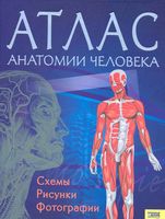 Атлас анатомии человека Севастьянова