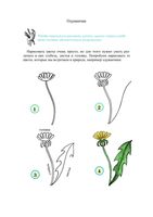 Учимся рисовать цветы