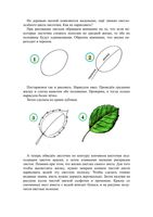 Учимся рисовать листья