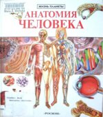 Анатомия человека