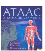 Атлас анатомии человека