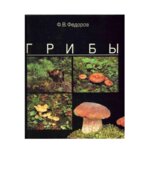 Грибы